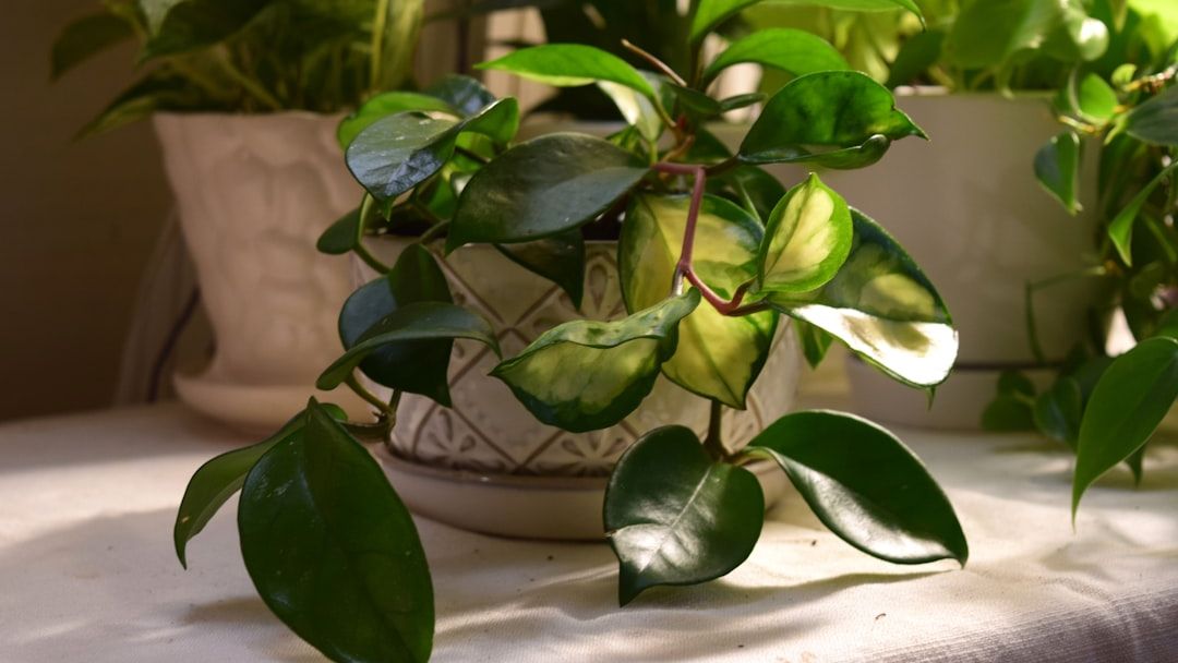 10 Fascinating Ways Plants Communicate With Each Other and Their Environment