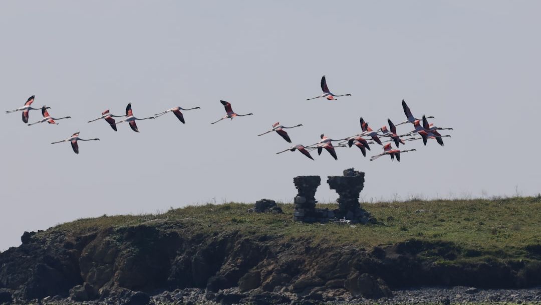 8 Incredible Animal Migrations That Scientists Still Can’t Fully Track
