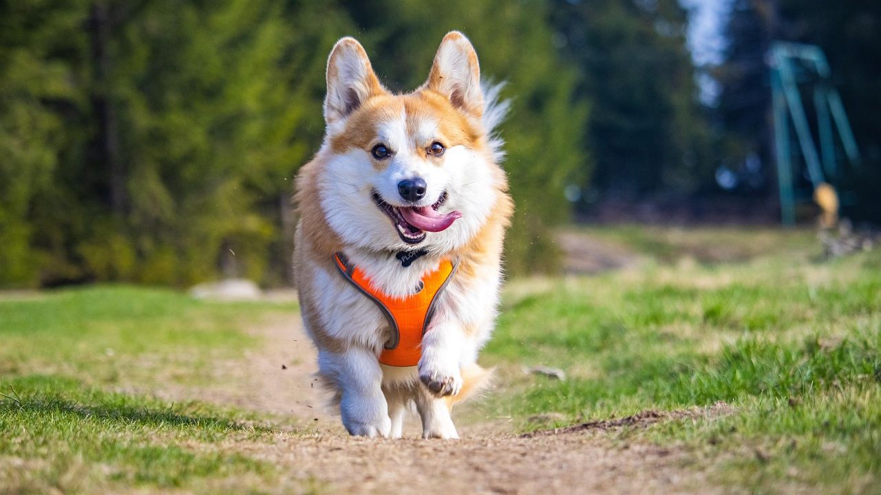 13 Easiest Dog Breeds To Train For Beginners