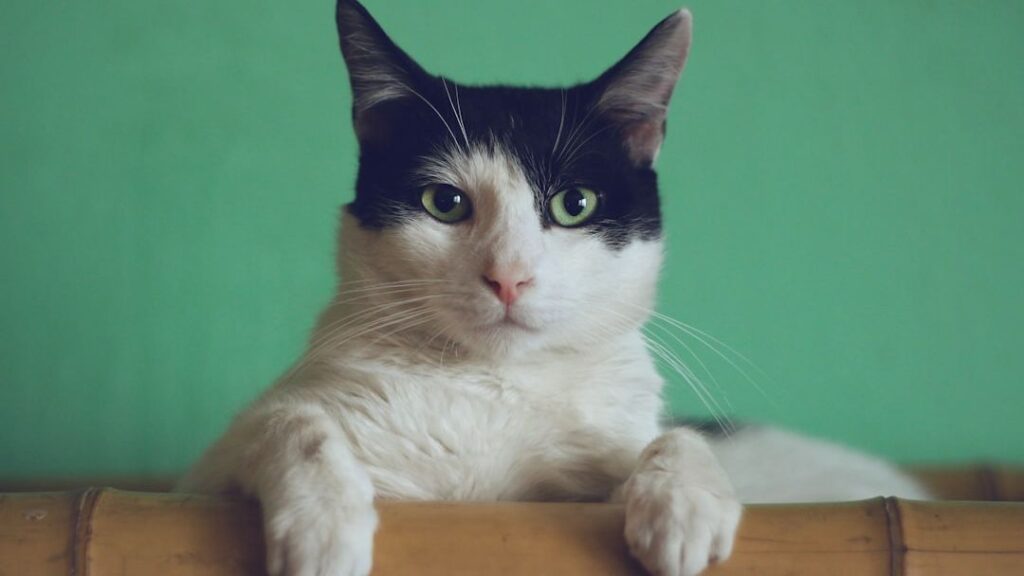 The Origin of Cats' "Nine Lives"