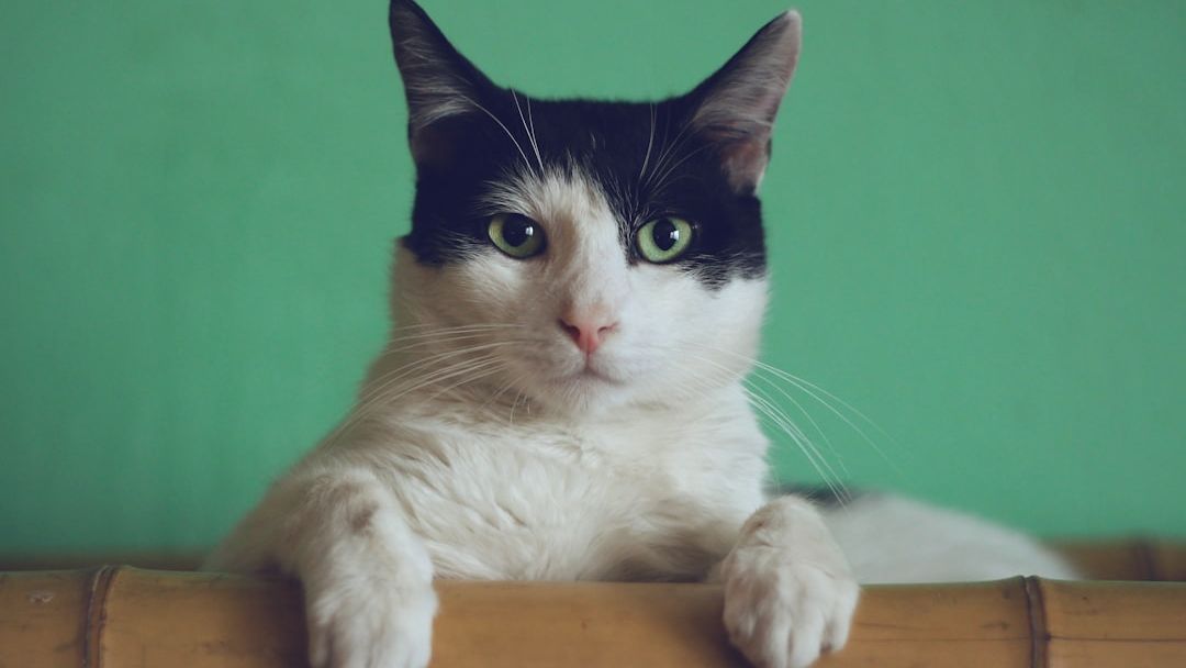 The Origin of Cats’ “Nine Lives”