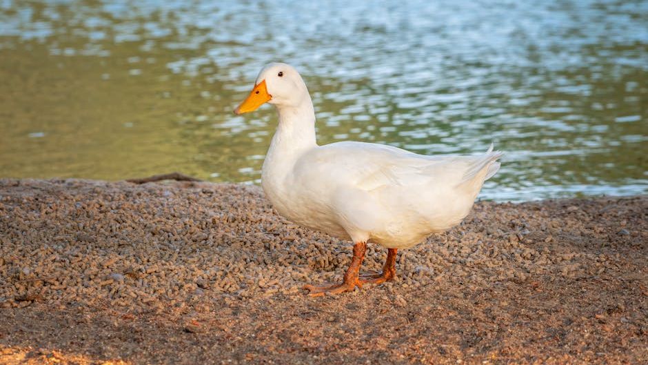 Why Ducks Wag Their Tails Like Dogs, But Not Always for Joy