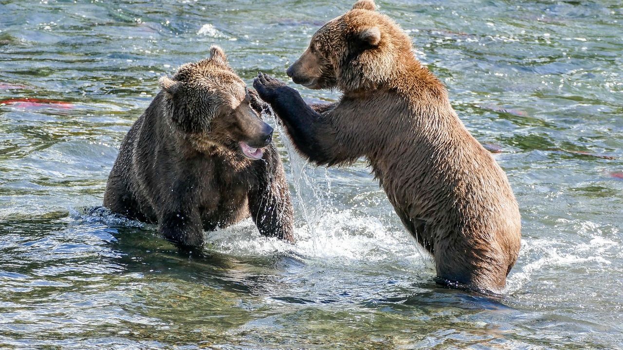 13 Dangerous Animals Found in Alaska’s Lakes and Rivers