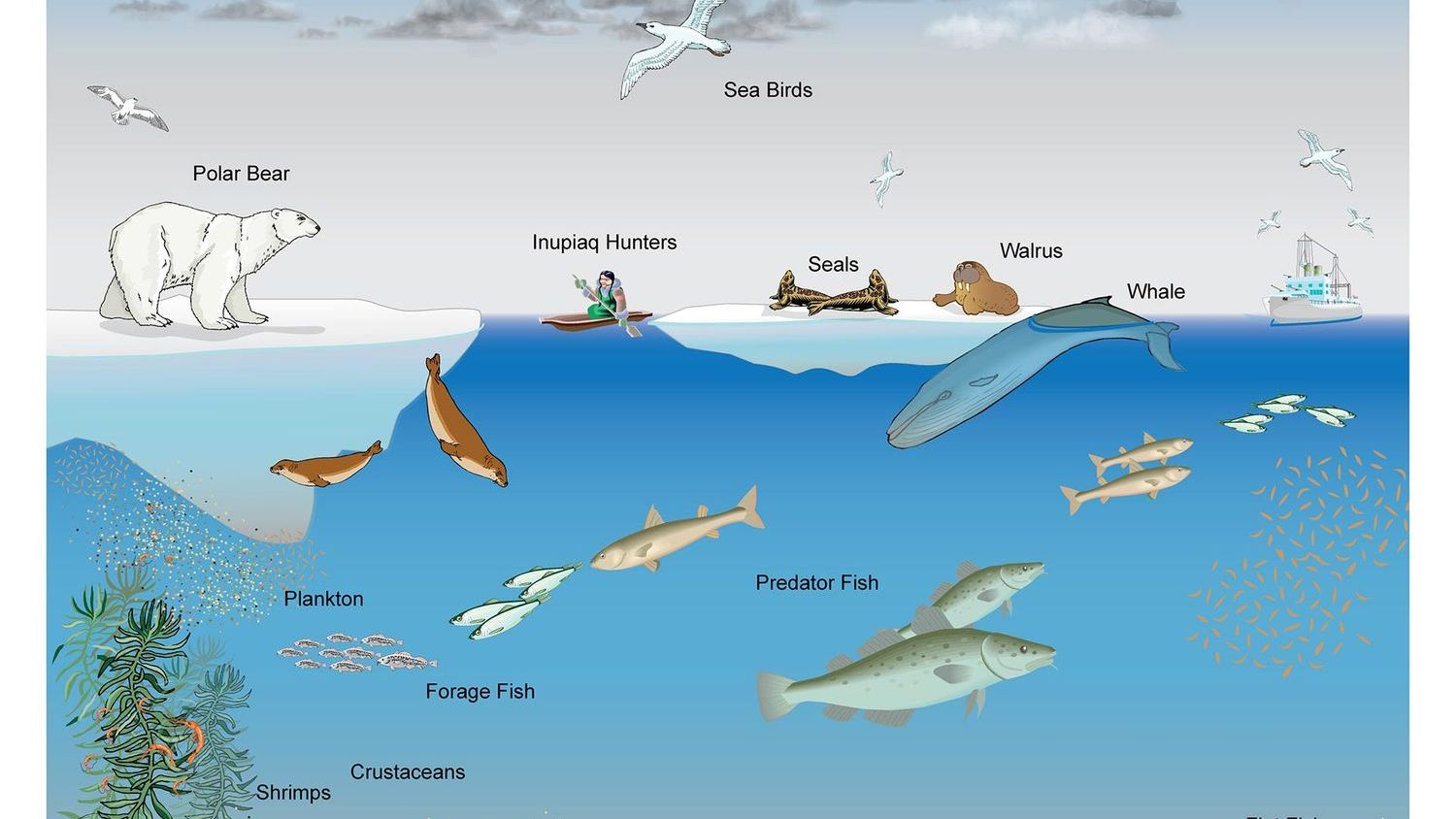 Every Living Thing on Earth is Connected in Ways We Are Just Beginning to See