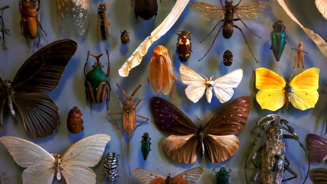 Insects and Other Animals Have Consciousness, Experts Declare