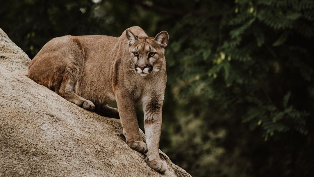 8 Interesting Facts About Cougars Not Everyone Knows