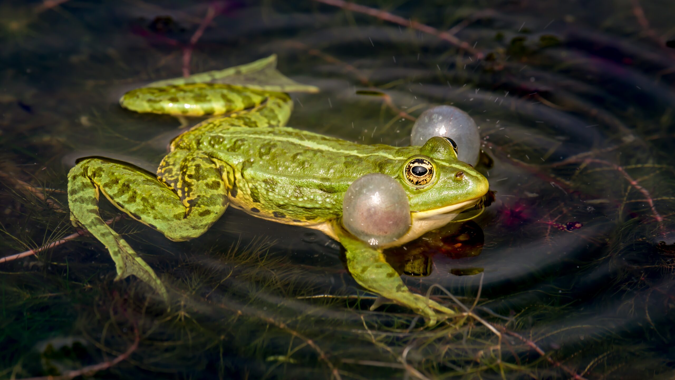 How do frogs breathe and drink through their skin?