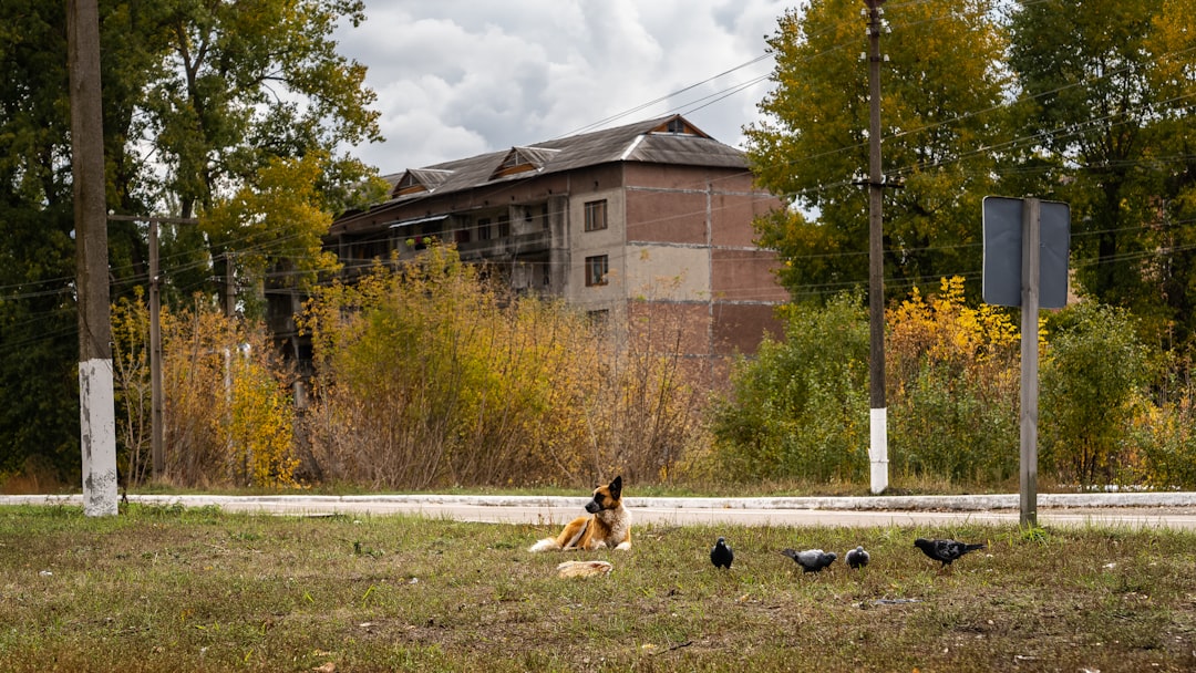The Dogs of Chernobyl Are Experiencing Rapid Evolution, Study Suggests