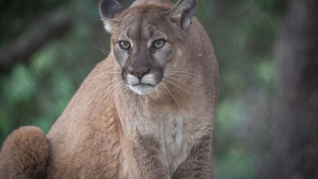 5 Things Never to Do When Confronted By A Mountain Lion While Hiking in California