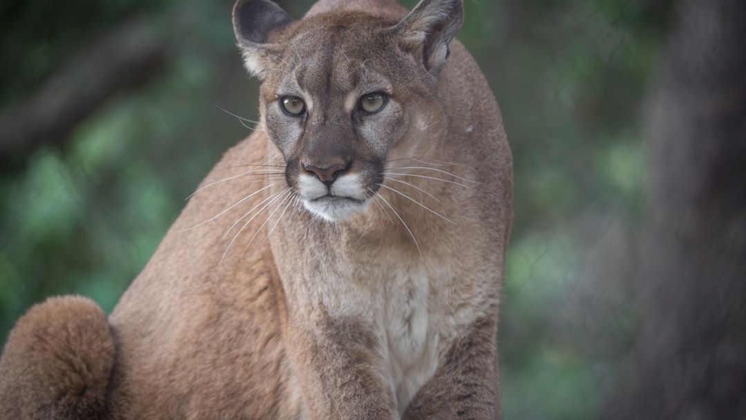 5 Things Never to Do When Confronted By A Mountain Lion While Hiking in California