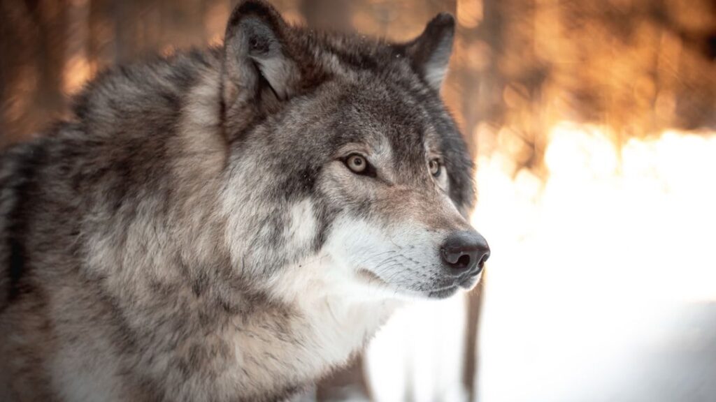 10 Wild Animals and Their Astrological Signs: What It Means for Their Survival