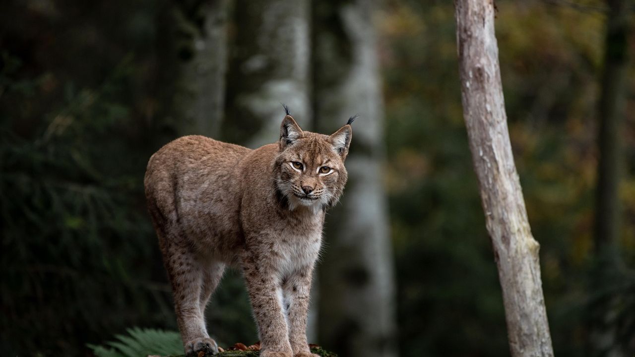 What Mountain Animal Are You According to Your Zodiac Sign?