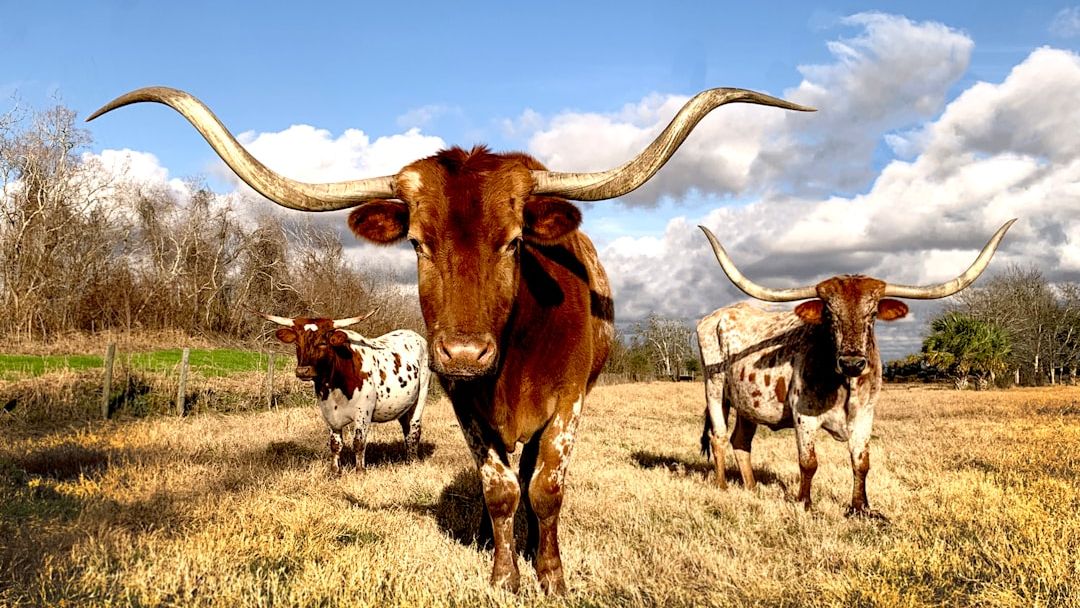 What Texas Animal Are You According to Your Zodiac Sign