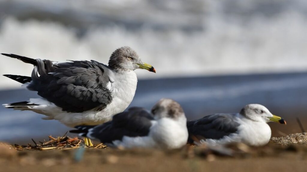 Sharp drop in ‘forever chemicals’ in seabird eggs hailed as win for regulation