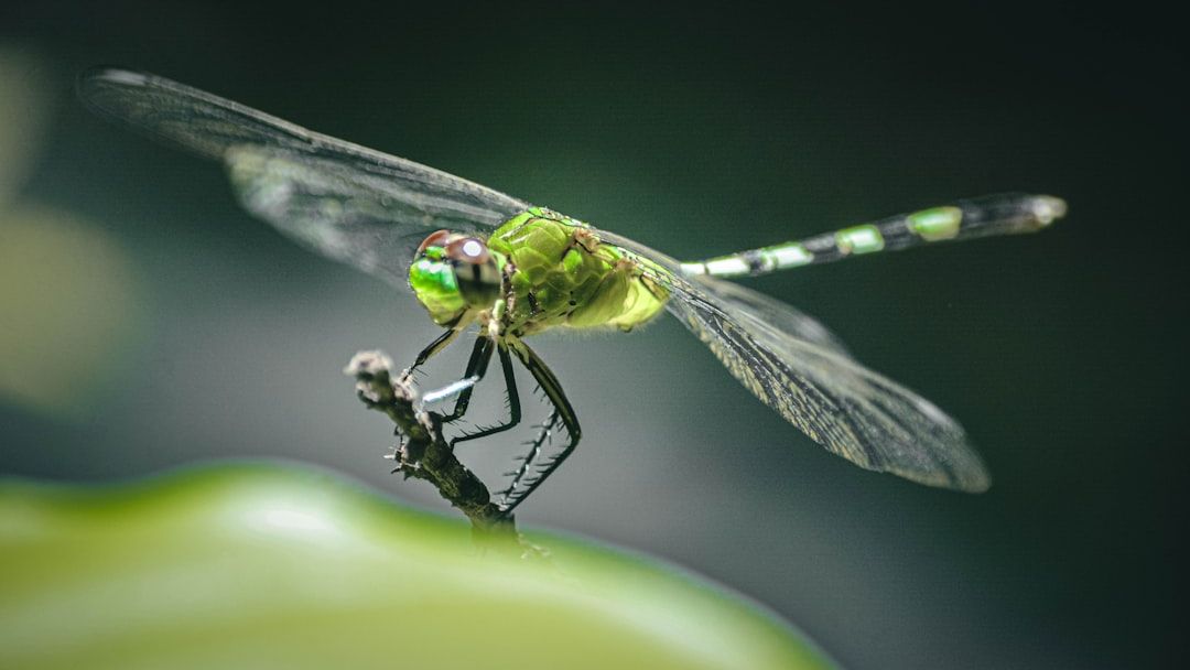 JWM: Dragonflies make good mercury thermometers