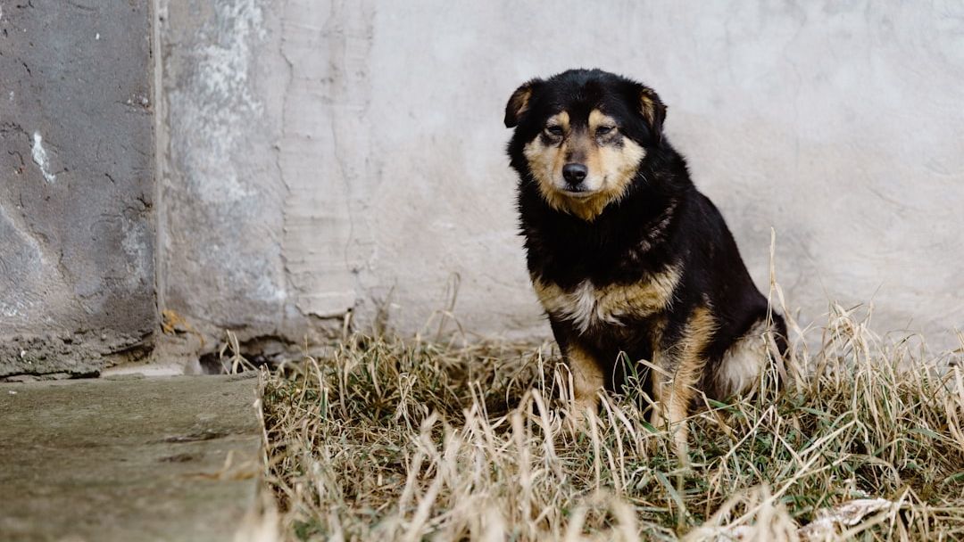 Woman Discovers Abandoned Dog Hiding Deep In The Woods