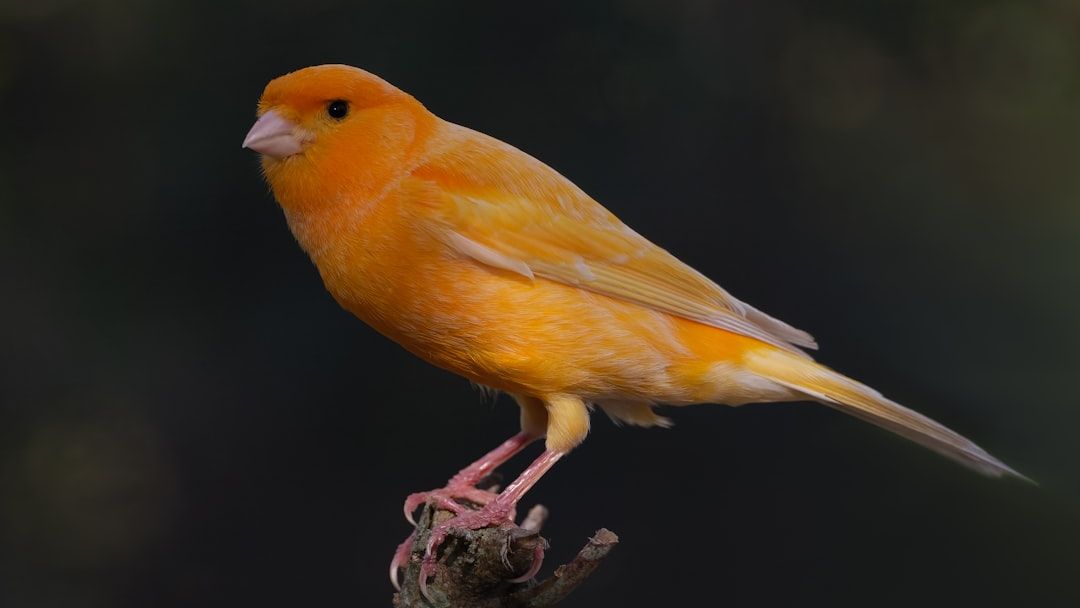 The pet I’ll never forget: Crispin, the big-headed canary