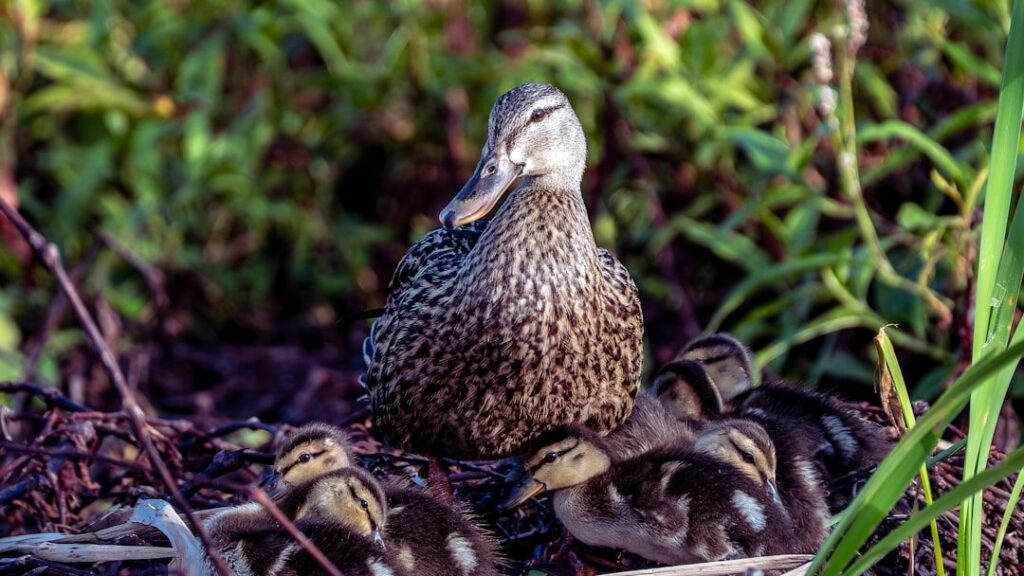 Country diary: Nesting mallard, owl and woodcock in our garden – this is the ‘human shield’ effect | Susie White