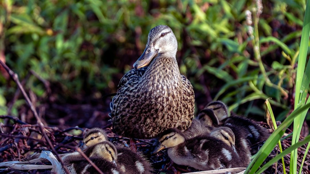 The Human Shield Effect Brings Nesting Birds to a Garden in Allendale