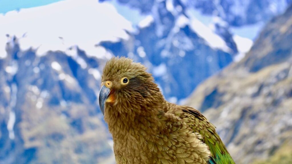 No beak = weak? Not for this New Zealand parrot that’s the alpha male of his flock