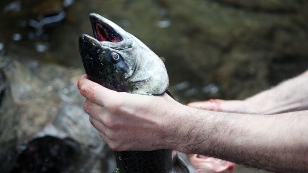 What Chinook salmon eat depends on where they are in the Salish Sea, study finds