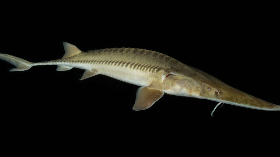 The “River Monster” That Outlived T. Rex is Back in The Great Lakes
