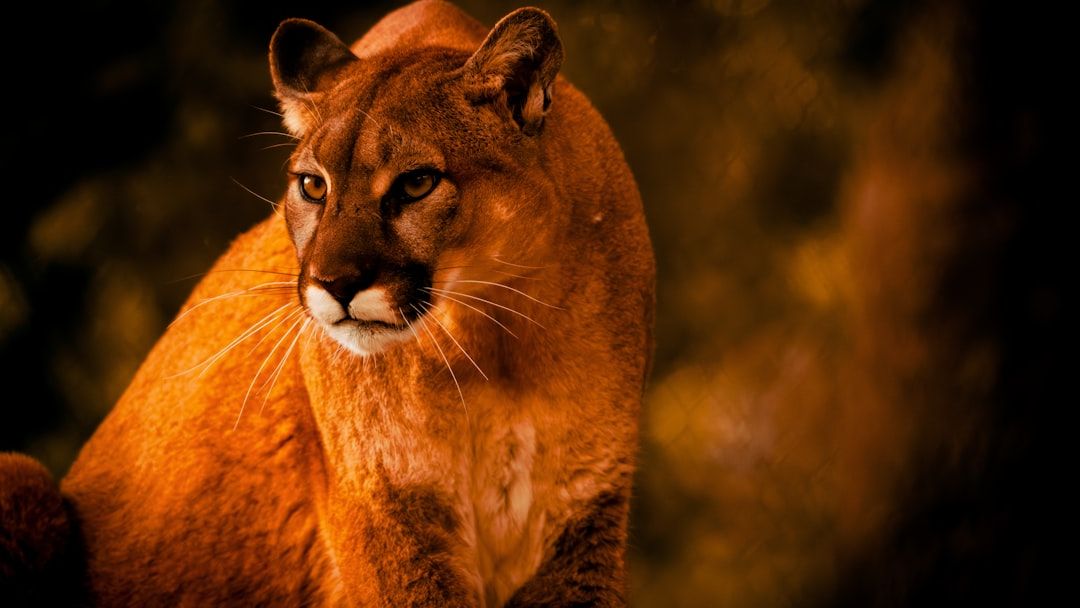 What the cougar symbolizes as a Native American spirit animal