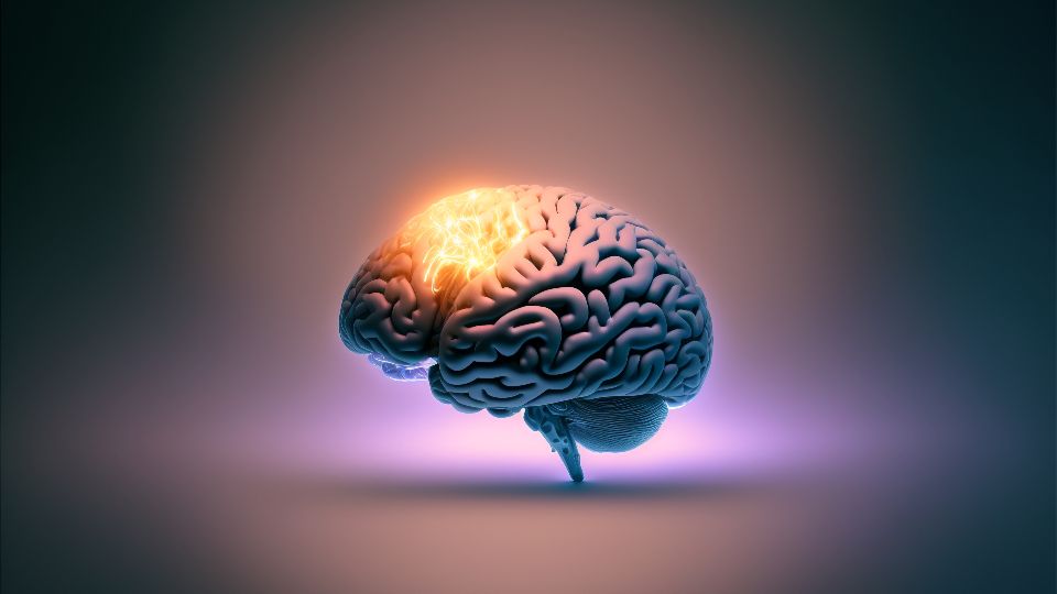 What Really Happens to the Human Brain During Death?