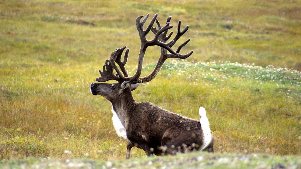 What Type of Alaskan Animal Are You According to Your Zodiac Sign