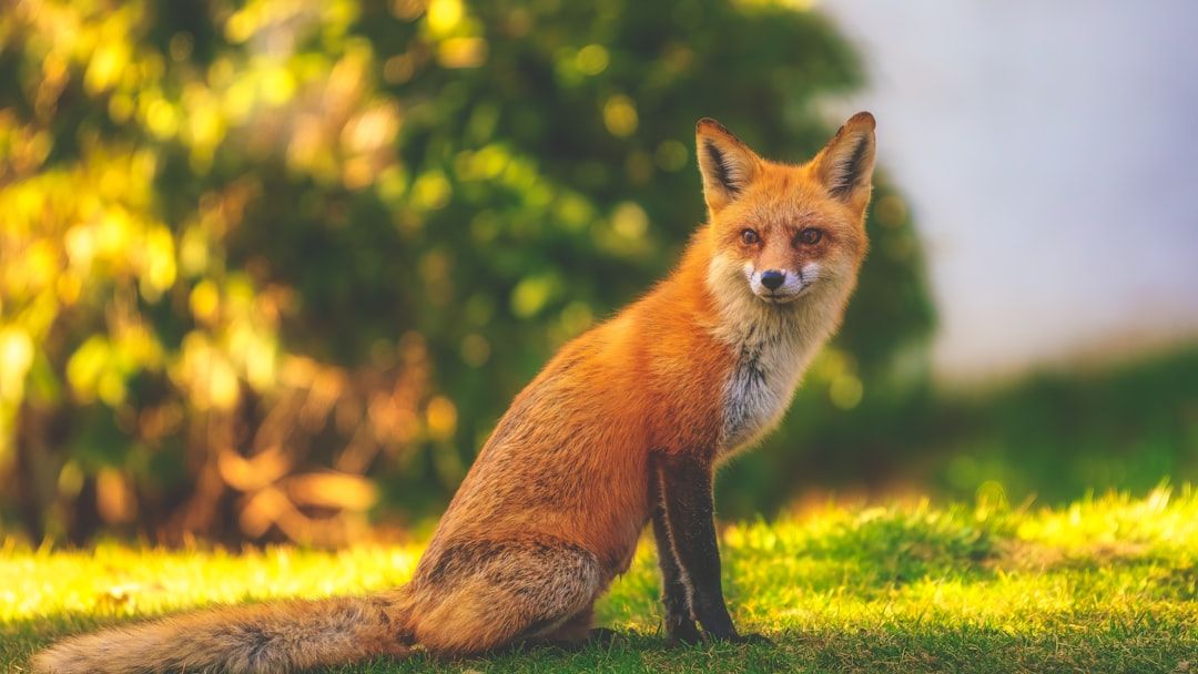 What Type of Fox Are You According to Your Zodiac Sign