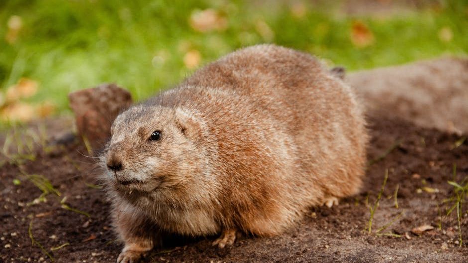 The US States With The Most Groundhogs
