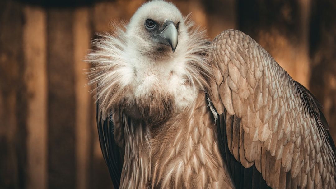 10 Mindblowing Facts About The Griffon Vulture