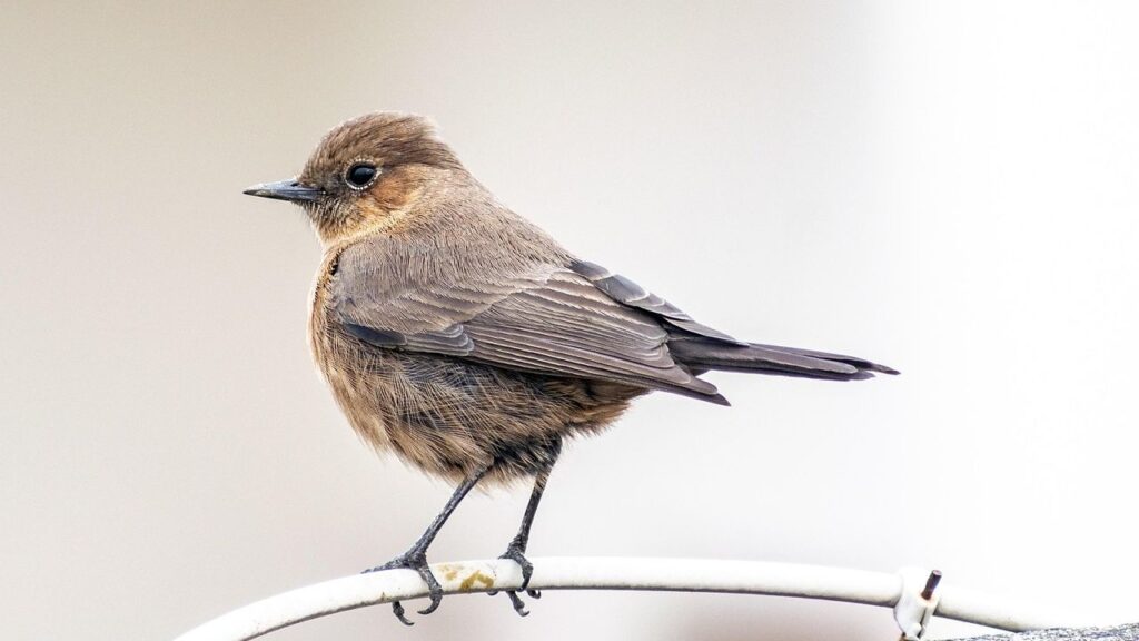Why Do Birds Fear Women More Than Men: Researchers Have No Explanation