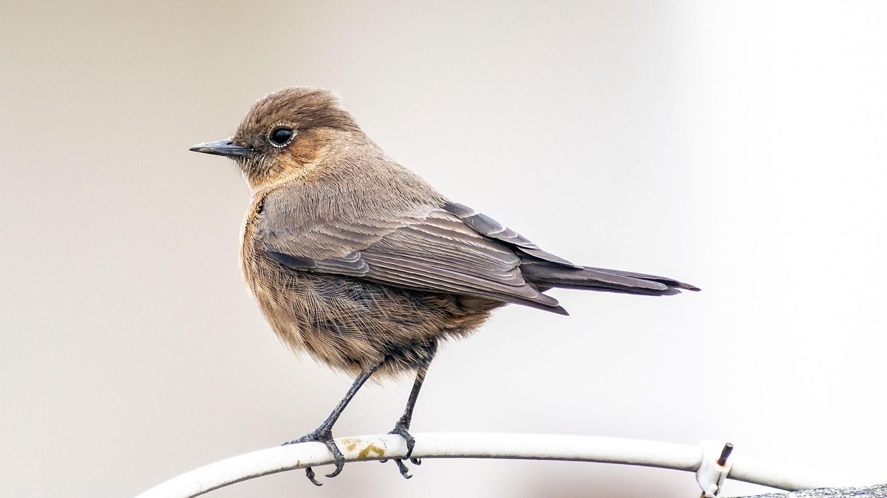 Why Do Birds Fear Women More Than Men: Researchers Have No Explanation