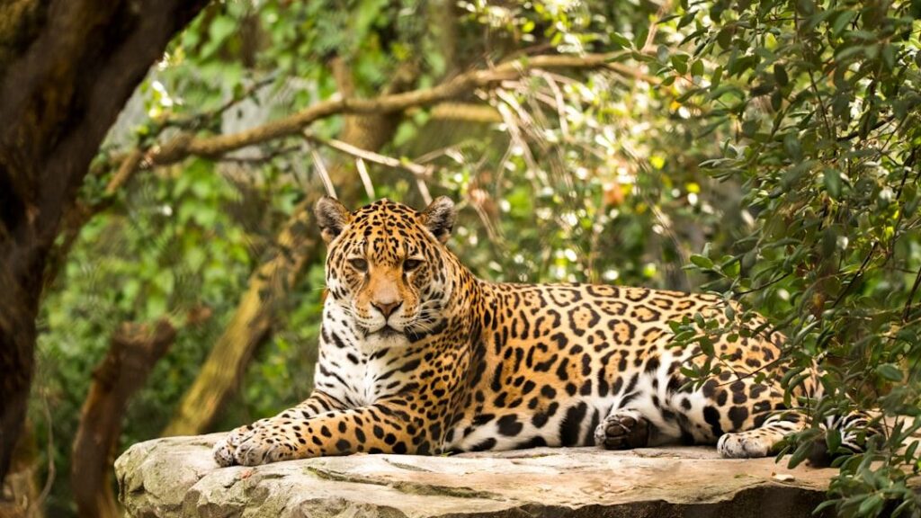 10 Interesting Facts About The Jaguar