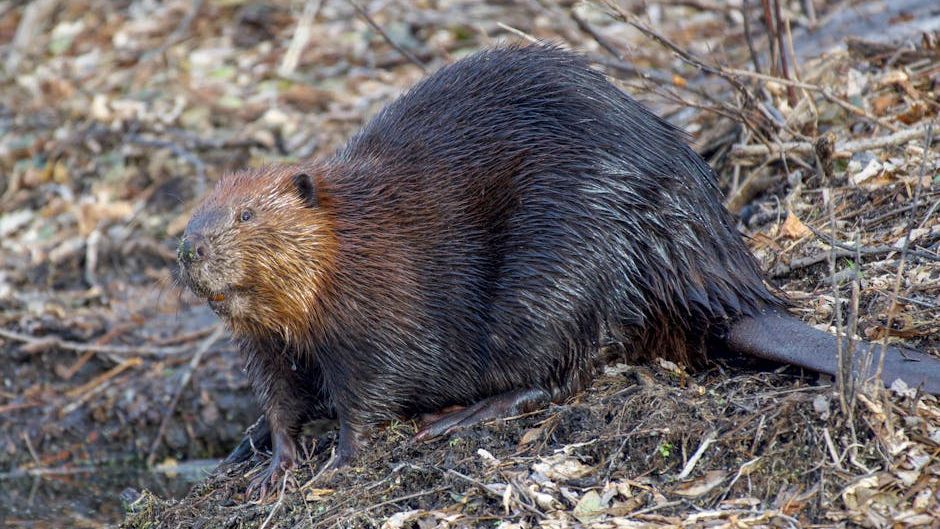 Scientists Make Amazing Discovery How Beavers Start Work 6 Days Sooner With Every1.8°F Rise