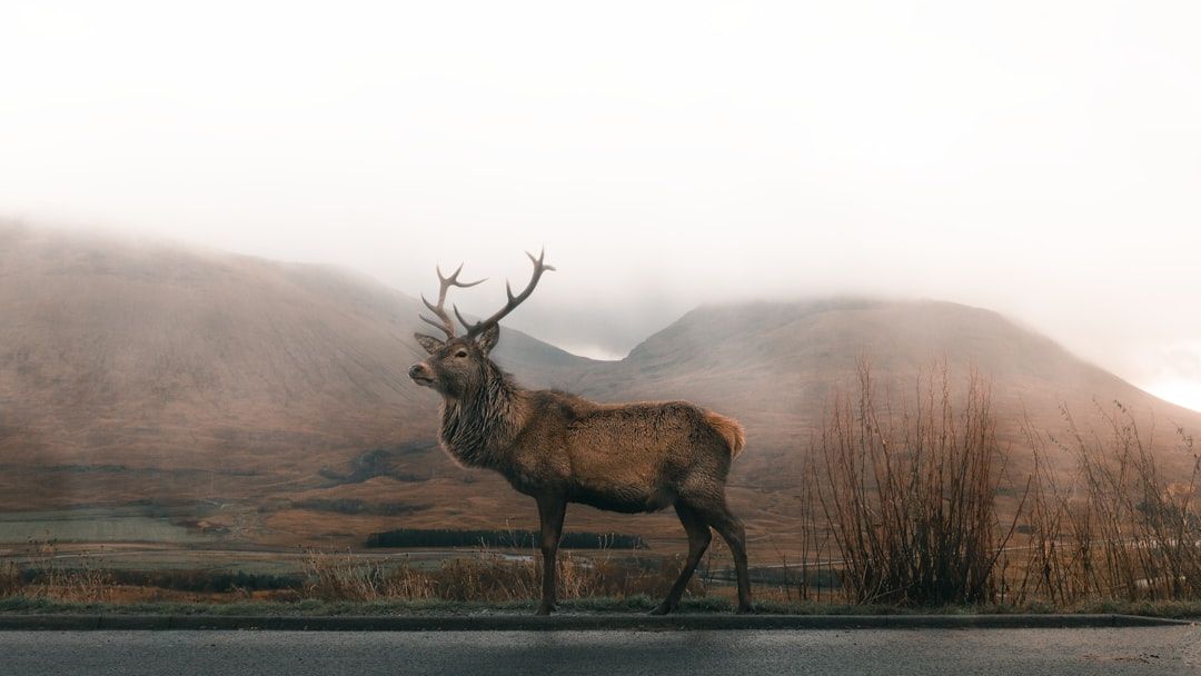 What The Elk As a Spirit Animal Says About Your Personality