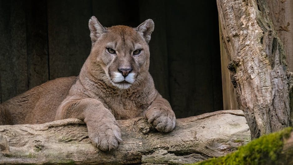 What To Do If You Come Across a Mountain Lion in Montana