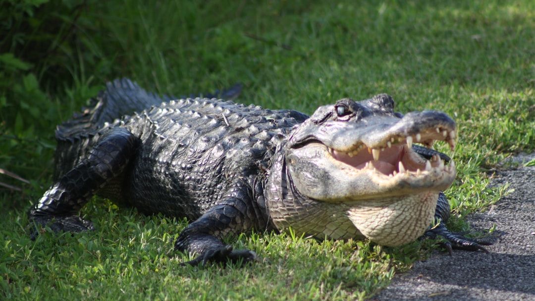 What What To Do If You Come Across An Alligator in Florida