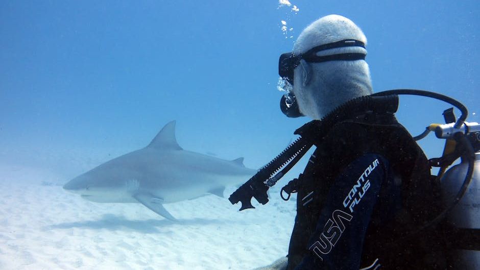 What To Do If You Spot a Bull Shark Shark While Swimming at the Beach in Florida