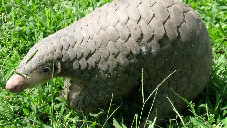 Meet the Pangolin, the World’s Most Trafficked Mammal