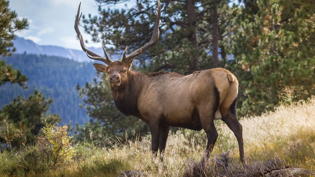 What Forest Animal Reflects Your Zodiac Sign’s Survival Instincts?