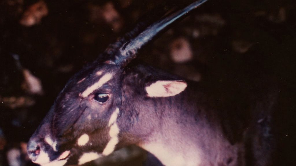 Meet the Saola, One of the Rarest Mammals on Earth