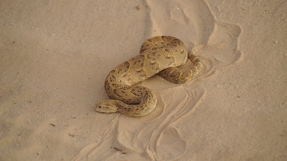 What Desert Predator Matches Your Zodiac Sign’s Personality?