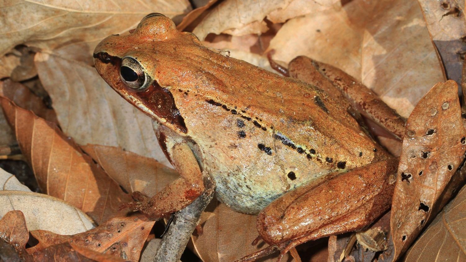 Why Some Frogs Freeze Solid and Survive the Winter