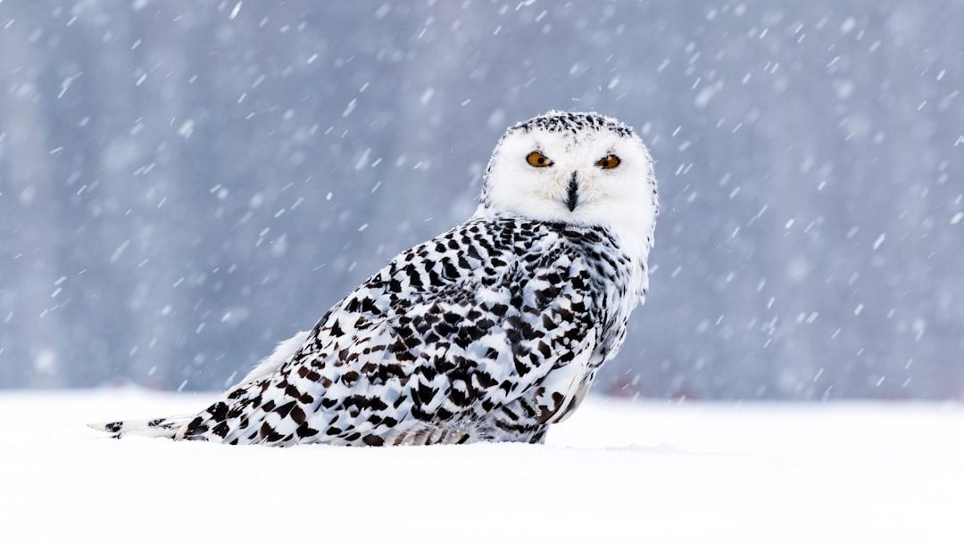 What Arctic Animal Matches Your Zodiac Sign’s Personality?