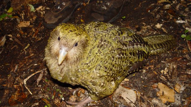 Meet the Kakapo, the Flightless Parrot Fighting for Survival