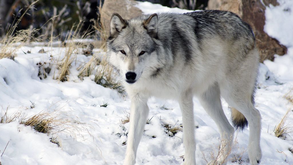How Wolves Quietly Reshaped Yellowstone’s Entire Ecosystem