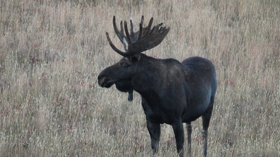 What To Do If You Come Across a Moose in Alaska