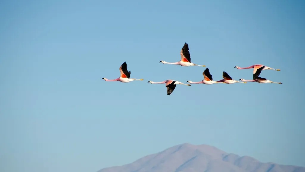 Why Certain Birds Can Navigate Better Than Human Technology
